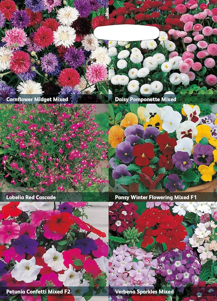 RHS Flowers for Containers – Patio & Balcony - Friendly Bloom Mix | Mr Fothergill’s | Flower Seeds | 29035 5011775290355 | AllotMate Essentials