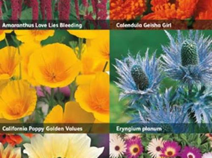 RHS Drought - Resistant Flowers – Low Water Bloom Mix | Mr Fothergill’s | Flower Seeds | 30002 5011775290379 | AllotMate Essentials