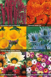 RHS Drought - Resistant Flowers – Low Water Bloom Mix | Mr Fothergill’s | Flower Seeds | 30002 5011775290379 | AllotMate Essentials