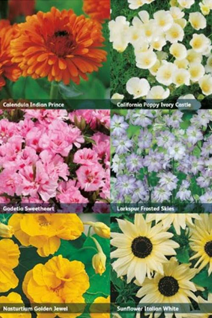 Mr Fothergill’s RHS Flowers for Easy Growing Seed Collection - Flower Seeds - AllotMate Essentials - 30099 - 5011775290386