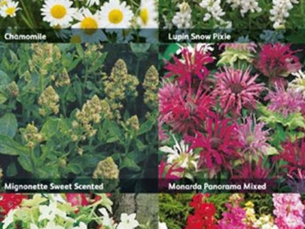 RHS Flowers for Fragrance – Scented Garden Flower Seed Mix | Mr Fothergill’s | Flower Seeds | 5011775290393 5011775290393 | AllotMate Essentials