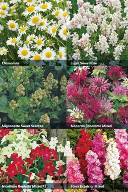 Mr Fothergill’s RHS Flowers for Fragrance Collection - Flower Seeds - AllotMate Essentials - 5011775290393 - 5011775290393