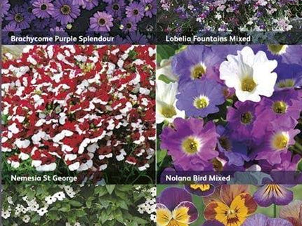 Mr Fothergill’s RHS Flowers for Hanging Baskets Collection - Flower Seeds - AllotMate Essentials - 30513 - 5011775290409