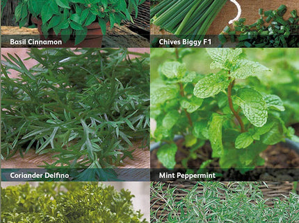 RHS Herbs for Containers – Grow Your Own Herb Seed Kit | Mr Fothergill’s | Herbs | 29855 5011775290430 | AllotMate Essentials