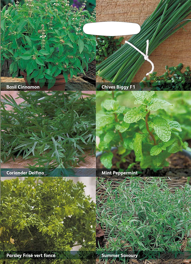 RHS Herbs for Containers – Grow Your Own Herb Seed Kit | Mr Fothergill’s | Herbs | 29855 5011775290430 | AllotMate Essentials