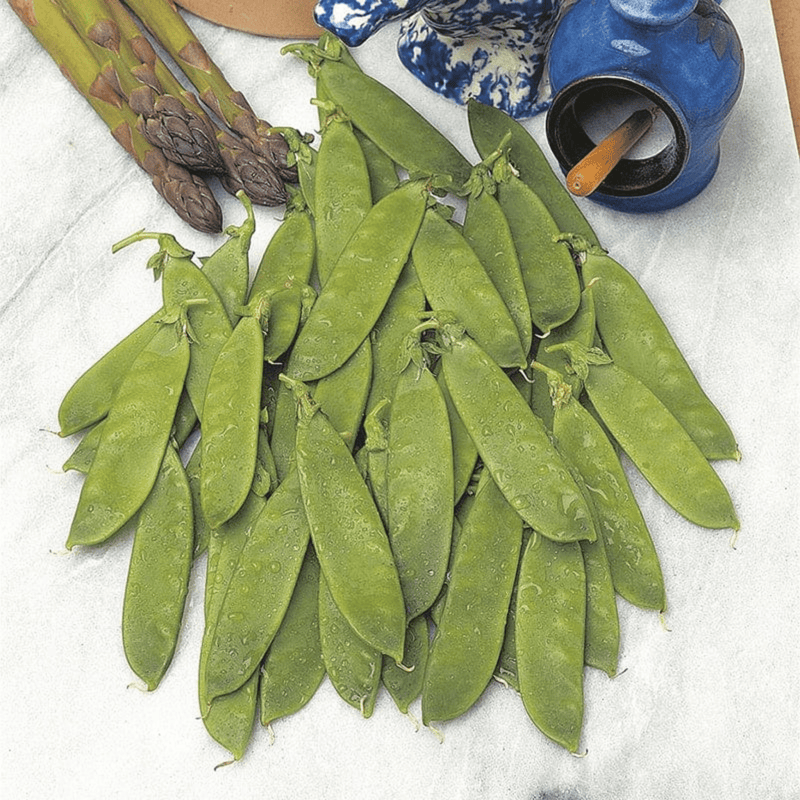 Mr Fothergills RHS Pea Mangetout Delikata Seeds AGM High Yield | Vegetable Seeds | 5011775273853 5011775273853 | AllotMate Essentials