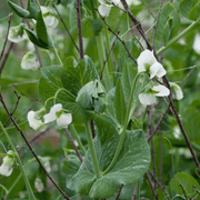 Mr Fothergills RHS Pea Spring Avola Seeds AGM Early Compact Variety | Vegetable Seeds | 5011775351940 5011775351940 | AllotMate Essentials