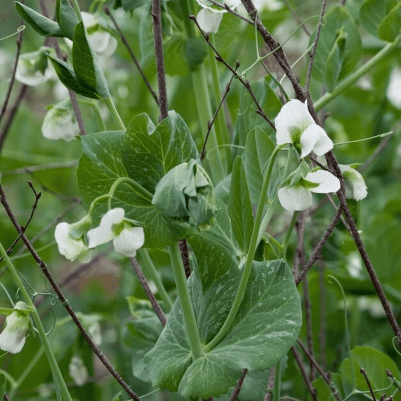 Mr Fothergills RHS Pea Spring Avola Seeds AGM Early Compact Variety | Vegetable Seeds | 5011775351940 5011775351940 | AllotMate Essentials