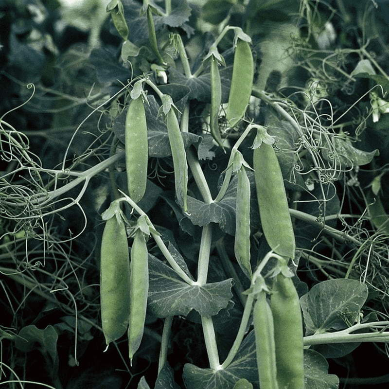 Mr Fothergills RHS Pea Spring Avola Seeds AGM Early Compact Variety | Vegetable Seeds | 5011775351940 5011775351940 | AllotMate Essentials