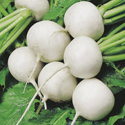 Mr Fothergill’s RHS Turnip Tokyo Cross F1 Seeds 500 Seeds, Award Winning Fast Growing White Turnip | Vegetable Seeds | 5011775273808 5011775273808 | AllotMate Essentials