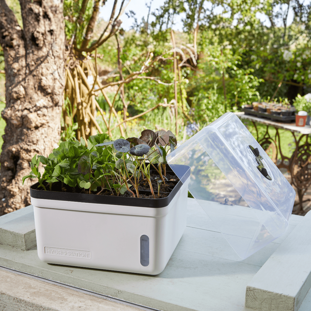 Perfect Propagator, Self Watering, 23 cm | Growhouses & Tunnels | 6512009 Potting TidyTray | AllotMate Essentials
