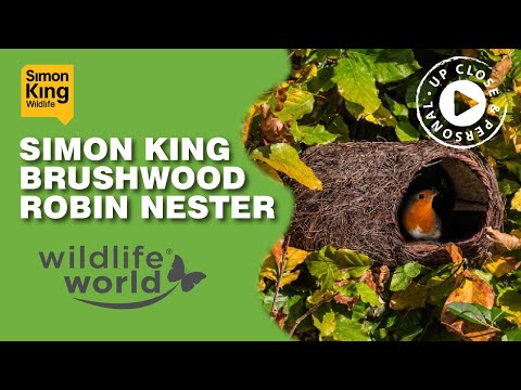 Brushwood Robin Nester