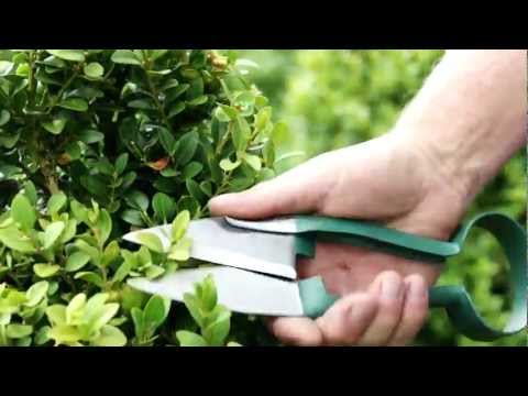 Topiary Hedge Shears – Precision Cutting for Shaping Hedges | RHS Approved | Burgon & Ball