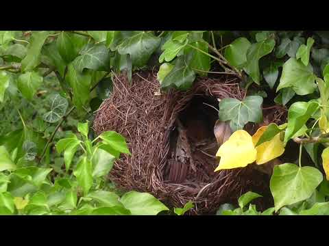 Brushwood Robin Nester