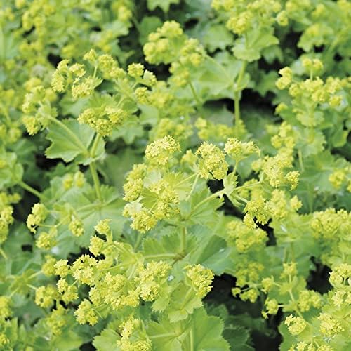 RHS Alchemilla mollis Seeds 200 Seeds, Hardy Perennial Ground Cover with RHS Award of Garden Merit | Flower Seeds | 5011775273938 5011775273938 | AllotMate Essentials