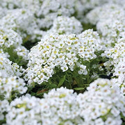 RHS Alyssum Snowdrift Seeds 1500 Seeds, Fragrant Hardy Annual White Flower Seeds for Borders and Containers | Flower Seeds | 5011775325934 5011775325934 | AllotMate Essentials