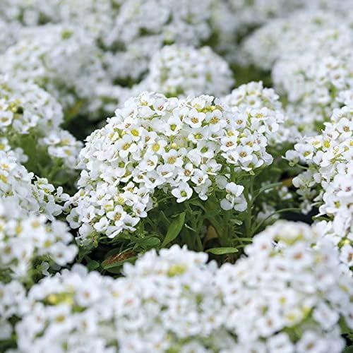 RHS Alyssum Snowdrift Seeds 1500 Seeds, Fragrant Hardy Annual White Flower Seeds for Borders and Containers | Flower Seeds | 5011775325934 5011775325934 | AllotMate Essentials