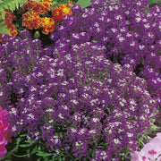 RHS Alyssum Violet Queen Seeds 1500 Seeds, Fragrant Hardy Annual Purple Flower Seeds for Borders and Containers | Flower Seeds | 5011775273952 5011775273952 | AllotMate Essentials