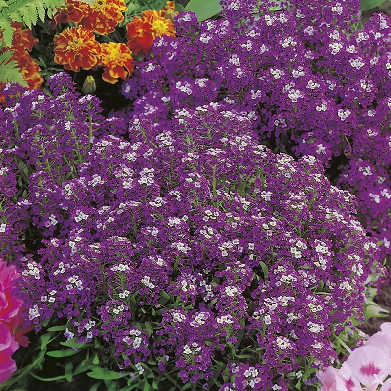 RHS Alyssum Violet Queen Seeds 1500 Seeds, Fragrant Hardy Annual Purple Flower Seeds for Borders and Containers | Flower Seeds | 5011775273952 5011775273952 | AllotMate Essentials
