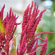 RHS Amaranthus Pygmy Torch Seeds 1000 Seeds, Dwarf Red Plume Half Hardy Annual for Borders and Containers | Flower Seeds | 5011775414843 5011775414843 | AllotMate Essentials