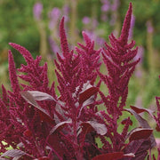 RHS Amaranthus Velvet Curtains Seeds 1500 Seeds, Tall Deep Red Half Hardy Annual for Borders and Cut Flowers | Flower Seeds | 5011775273969 5011775273969 | AllotMate Essentials