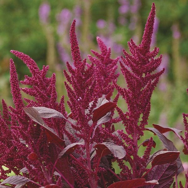 RHS Amaranthus Velvet Curtains Seeds 1500 Seeds, Tall Deep Red Half Hardy Annual for Borders and Cut Flowers | Flower Seeds | 5011775273969 5011775273969 | AllotMate Essentials
