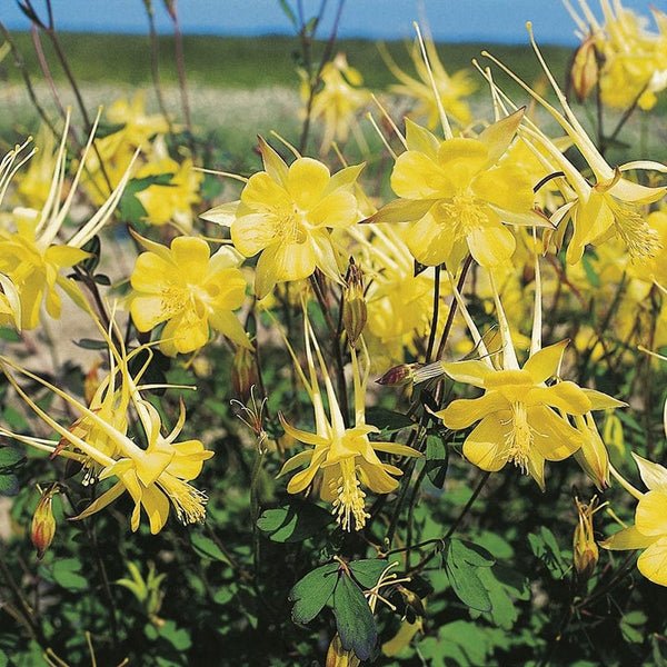RHS Aquilegia Yellow Queen Seeds 150 Seeds, Hardy Perennial Yellow Columbine for Borders and Cottage Gardens | Flower Seeds | 5011775273990 5011775273990 | AllotMate Essentials