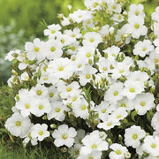 RHS Arenaria montana Seeds 100 Seeds, Hardy Perennial White Carpet Flower for Borders, Rockeries and Edging | Flower Seeds | 5011775274003 5011775274003 | AllotMate Essentials