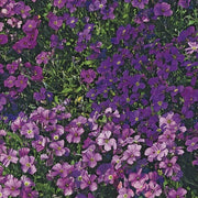 RHS AUBRIETA Royal SeriesRHS Aubrietia Royal Series Seeds 400 Seeds, Hardy Perennial Ground Cover, Pollinator Friendly Spring Flowers | Flower Seeds | 5011775274027 5011775274027 | AllotMate Essentials
