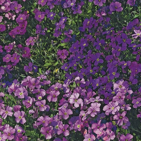 RHS AUBRIETA Royal SeriesRHS Aubrietia Royal Series Seeds 400 Seeds, Hardy Perennial Ground Cover, Pollinator Friendly Spring Flowers | Flower Seeds | 5011775274027 5011775274027 | AllotMate Essentials