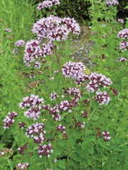 RHS British Wildflowers Seed Collection 6 Native Varieties | Flower Seeds | 5011775290423 5011775290423 | AllotMate Essentials