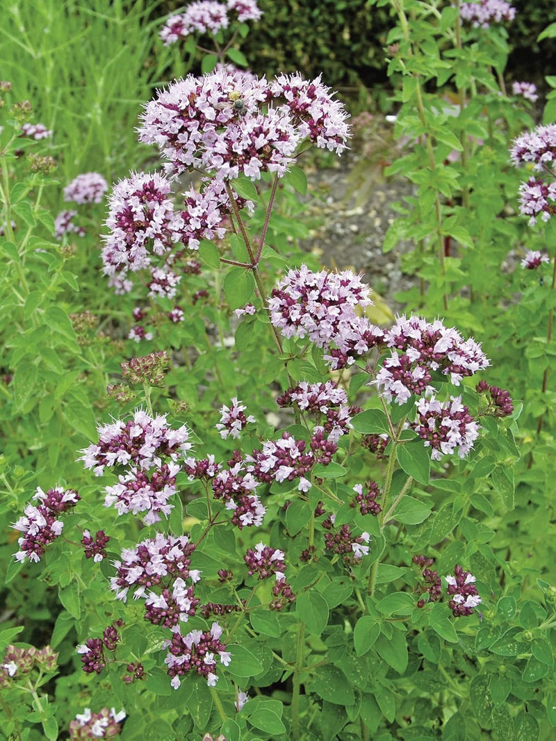 RHS British Wildflowers Seed Collection 6 Native Varieties | Flower Seeds | 5011775290423 5011775290423 | AllotMate Essentials