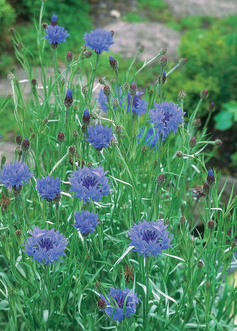 RHS British Wildflowers Seed Collection 6 Native Varieties | Flower Seeds | 5011775290423 5011775290423 | AllotMate Essentials