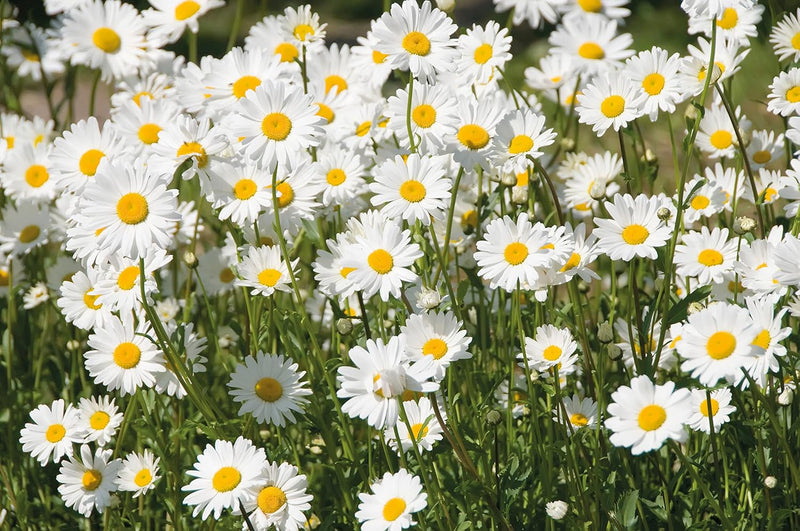 RHS British Wildflowers Seed Collection 6 Native Varieties | Flower Seeds | 5011775290423 5011775290423 | AllotMate Essentials