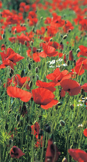 RHS British Wildflowers Seed Collection 6 Native Varieties | Flower Seeds | 5011775290423 5011775290423 | AllotMate Essentials