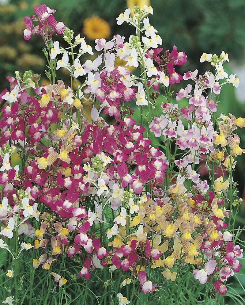 RHS British Wildflowers Seed Collection 6 Native Varieties | Flower Seeds | 5011775290423 5011775290423 | AllotMate Essentials