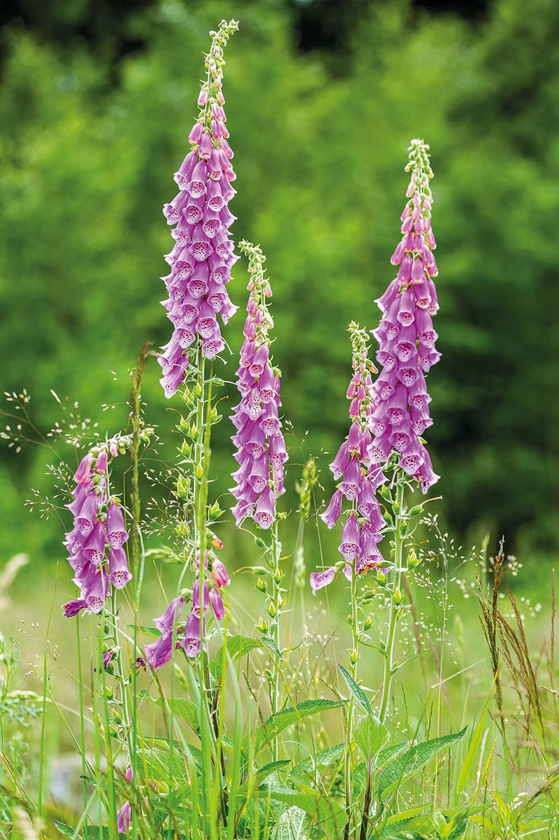 RHS British Wildflowers Seed Collection 6 Native Varieties | Flower Seeds | 5011775290423 5011775290423 | AllotMate Essentials