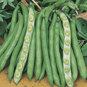 RHS Broad Bean Imperial Green Longpod Seeds | Vegetable Seeds | 18380 5011775273815 | AllotMate Essentials