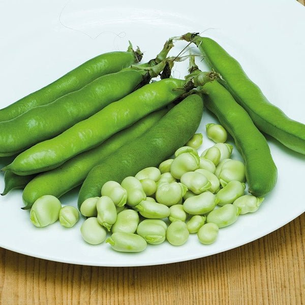 RHS Broad Bean Statissa 50 Seeds | Vegetable Seeds | 38221 5011775382210 | AllotMate Essentials
