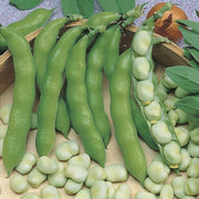 RHS Broad Bean Suprifin 50 Seeds | Vegetable Seeds | 22729 5011775273822 | AllotMate Essentials