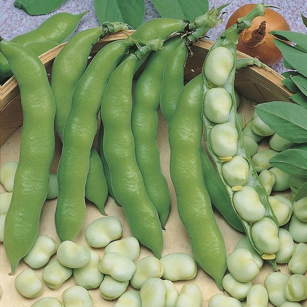 RHS Broad Bean Suprifin 50 Seeds | Vegetable Seeds | 22729 5011775273822 | AllotMate Essentials