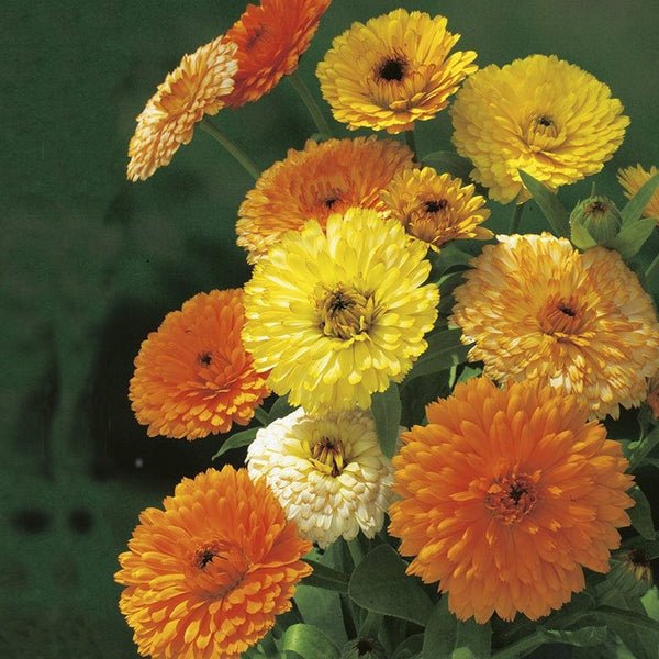 RHS Calendula Fiesta Gitana Seeds 175 Seeds, Hardy Annual Edible Flower, Yellow and Orange Summer Blooms | Flower Seeds | 5011775274034 5011775274034 | AllotMate Essentials