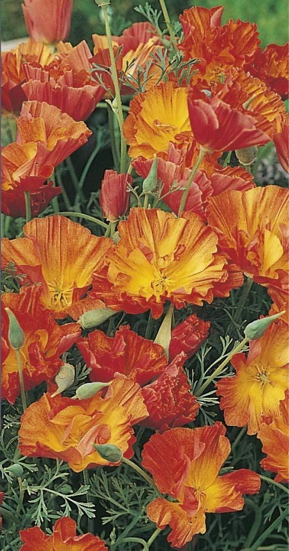RHS California Poppy Apricot Chiffon Seeds 300 Seeds, Hardy Annual Apricot Orange Blooms for Borders and Pots | Flower Seeds | 5011775274041 5011775274041 | AllotMate Essentials