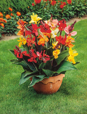 RHS Canna indica Large Flowered Hybrids Seeds 25 Seeds, Half Hardy Perennial Tropical Container Plant | Flower Seeds | 5011775386980 5011775386980 | AllotMate Essentials