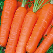 RHS Carrot Maestro F1 Seeds Nantes Variety by Mr Fothergills | Vegetable Seeds | 5011775273488 5011775273488 | AllotMate Essentials
