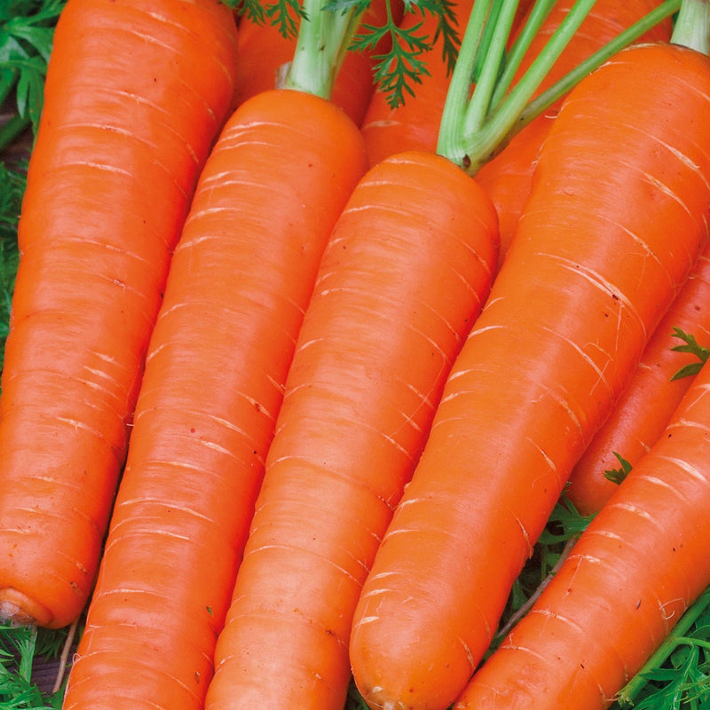 RHS Carrot Maestro F1 Seeds Nantes Variety by Mr Fothergills | Vegetable Seeds | 5011775273488 5011775273488 | AllotMate Essentials