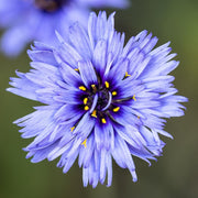RHS Catananche Cupid’s Dart Seeds 125 Seeds, Hardy Perennial Blue Cottage Garden Flower | Flower Seeds | 5011775274065 5011775274065 | AllotMate Essentials