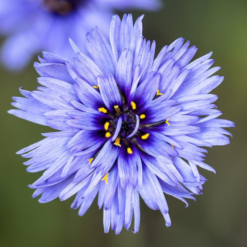 RHS Catananche Cupid’s Dart Seeds 125 Seeds, Hardy Perennial Blue Cottage Garden Flower | Flower Seeds | 5011775274065 5011775274065 | AllotMate Essentials