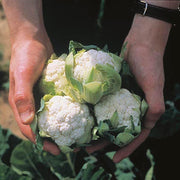 RHS Cauliflower Candid Charm F1 Seeds 30 Seeds, Award Winning Vegetable Seeds for Compact Growing | Vegetable seeds | 5011775648613 5011775648613 | AllotMate Essentials