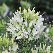 RHS Cleome Helen Campbell Seeds 250 Seeds, Half Hardy Annual White Spider Flower | Flower Seeds | 5011775274072 5011775274072 | AllotMate Essentials